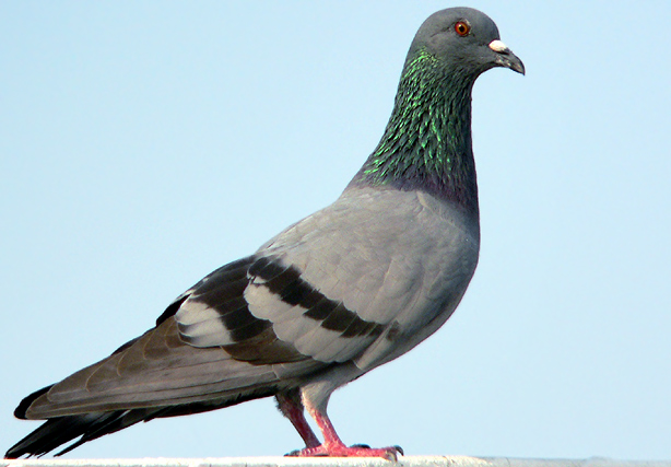 vocabulaire-animaux-pigeon.jpg